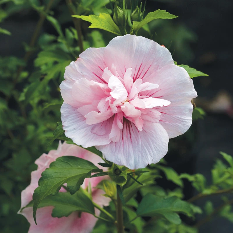 Pink Chiffon® Rose Of Sharon 4 Pink Chiffon® Rose Of Sharon - Image 2