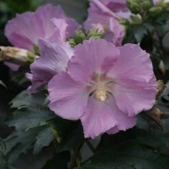 Pollypetite® Rose Of Sharon -Plant Series Hibiscus Pollypetite 2 P