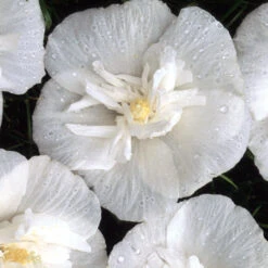 White Chiffon® Rose Of Sharon -Plant Series Hibiscus White Chiffon 4 P