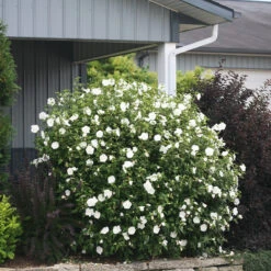 White Chiffon® Rose Of Sharon -Plant Series Hibiscus White Chiffon 5 P