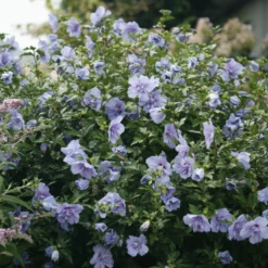 Blue Chiffon® Rose Of Sharon 11 Blue Chiffon® Rose Of Sharon -Plant Series HibiscusBlueChiffonIMG 9730 800x800 bf5b70e