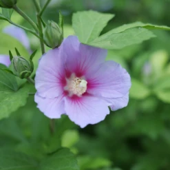Paraplu Adorned™ Rose Of Sharon -Plant Series HibiscusParapluAdornedP1207362 1080x1080 3d3bc69