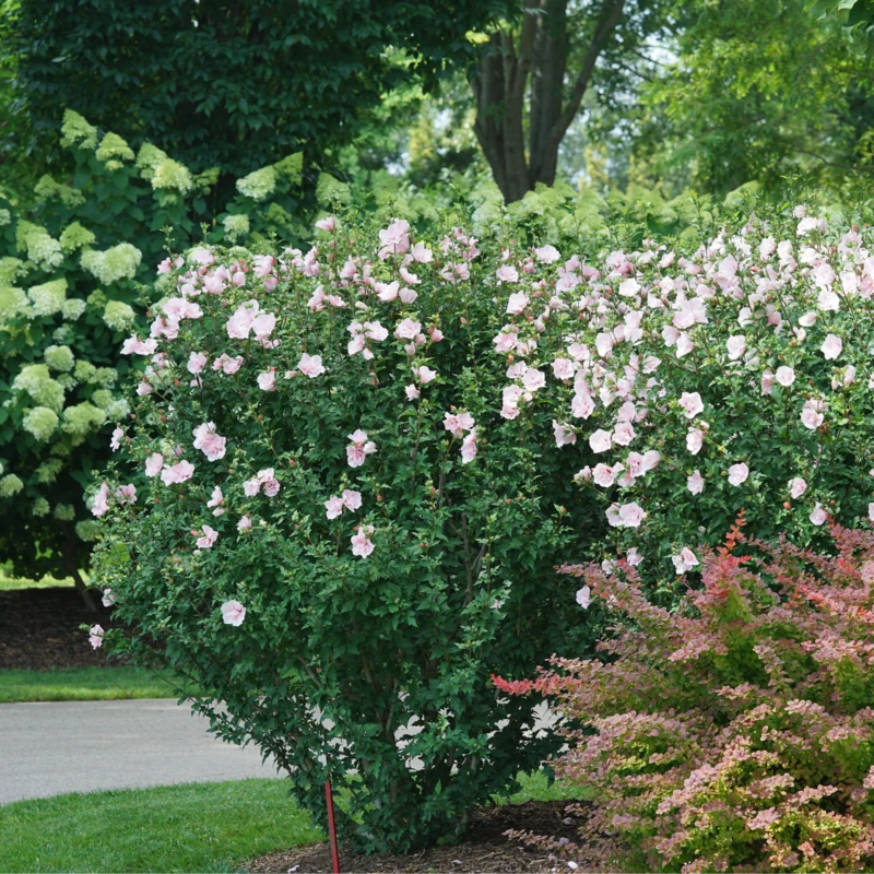 Pink Chiffon® Rose Of Sharon 7 Pink Chiffon® Rose Of Sharon - Image 5