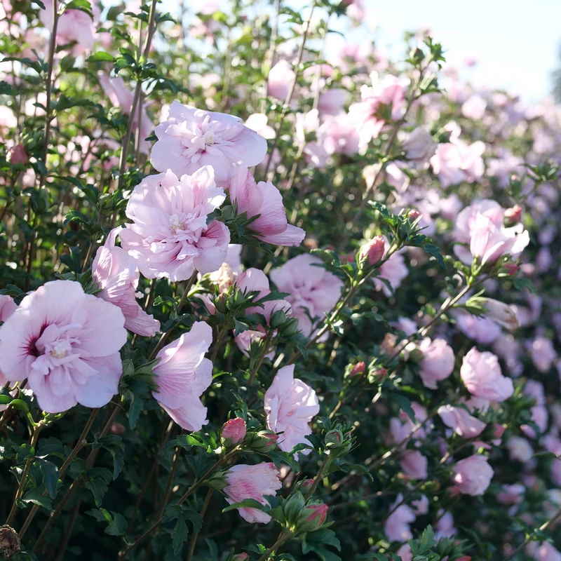 Pink Chiffon® Rose Of Sharon 3 Pink Chiffon® Rose Of Sharon