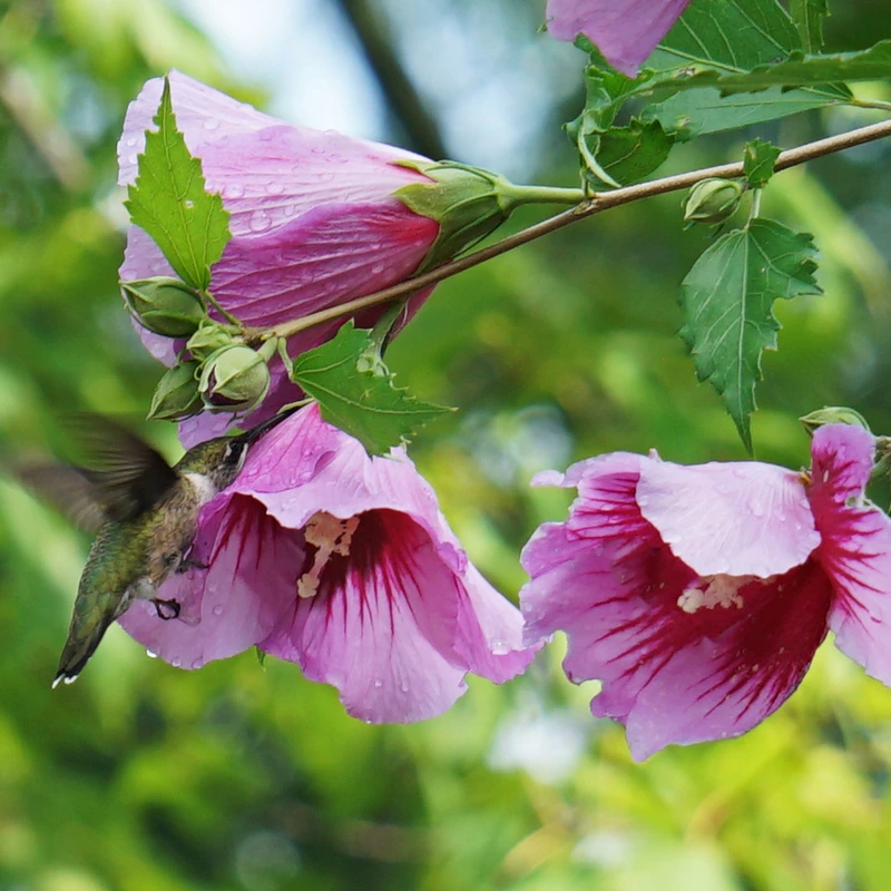 Purple Pillar® Rose Of Sharon 5 Purple Pillar® Rose Of Sharon - Image 3