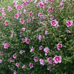 Purple Pillar® Rose Of Sharon 12 Purple Pillar® Rose Of Sharon -Plant Series HibiscusPurplePillarP1239242 800x800 ef37e54