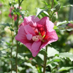 Red Pillar™ Rose Of Sharon -Plant Series HibiscusRedPillarP1228521 1080x1080 d4283b9