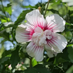 Starblast Chiffon™ Rose Of Sharon 11 Starblast Chiffon™ Rose Of Sharon -Plant Series HibiscusStarblastChiffonP1207168 1080x1080 117fe33