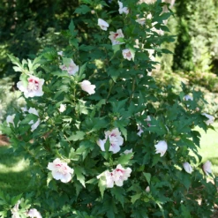 Starblast Chiffon™ Rose Of Sharon 10 Starblast Chiffon™ Rose Of Sharon -Plant Series HibiscusStarblastChiffonP1218090 1080x1080 5fa52ec