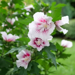 Starblast Chiffon™ Rose Of Sharon 12 Starblast Chiffon™ Rose Of Sharon -Plant Series HibiscusStarblastChiffonP1228655 1080x1080 fa86a44