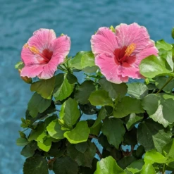 Hollywood Hibiscus™ America's Sweetheart™ Tropical Hibiscus -Plant Series Hibiscusrosa sinensisHollywoodAmericasSweetheartPool4 800x800 827728e
