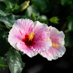 Hollywood Hibiscus™ America's Sweetheart™ Tropical Hibiscus -Plant Series Hibiscusrosa sinensisHollywoodAmericasSweetheart 4 800x800 1c63a6e