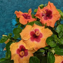 Hollywood Hibiscus™ Disco Diva™ Tropical Hibiscus -Plant Series Hibiscusrosa sinensisHollywoodDiscoDivaPool4 800x800 5f2eceb
