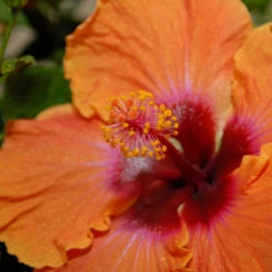 Hollywood Hibiscus™ Disco Diva™ Tropical Hibiscus -Plant Series Hibiscusrosa sinensisHollywoodDiscoDiva 2 800x800 15675cb