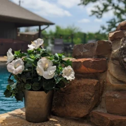 Hollywood Hibiscus™ Earth Angel™ Tropical Hibiscus 7 Hollywood Hibiscus™ Earth Angel™ Tropical Hibiscus -Plant Series Hibiscusrosa sinensisHollywoodEarthAngelPool6 800x800 4576e28