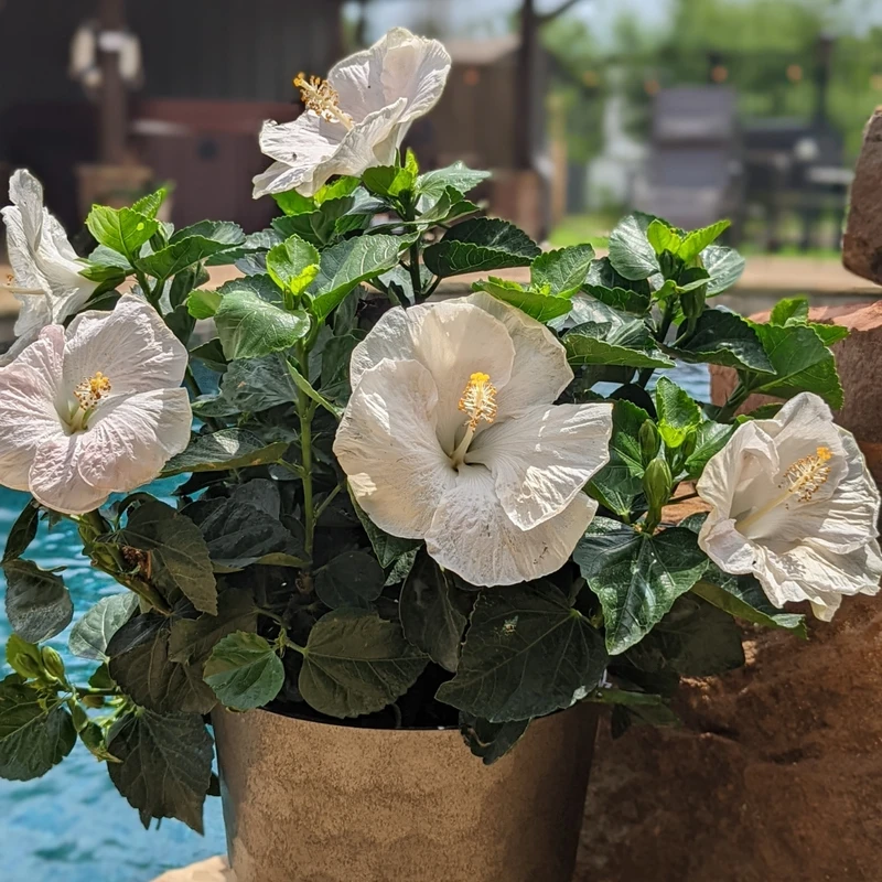 Hollywood Hibiscus™ Earth Angel™ Tropical Hibiscus 3 Hollywood Hibiscus™ Earth Angel™ Tropical Hibiscus