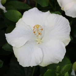 Hollywood Hibiscus™ Earth Angel™ Tropical Hibiscus 6 Hollywood Hibiscus™ Earth Angel™ Tropical Hibiscus -Plant Series Hibiscusrosa sinensisHollywoodEarthAngel 3 800x800 804f3c2