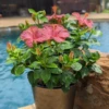 Hollywood Hibiscus™ First Lady™ Tropical Hibiscus
