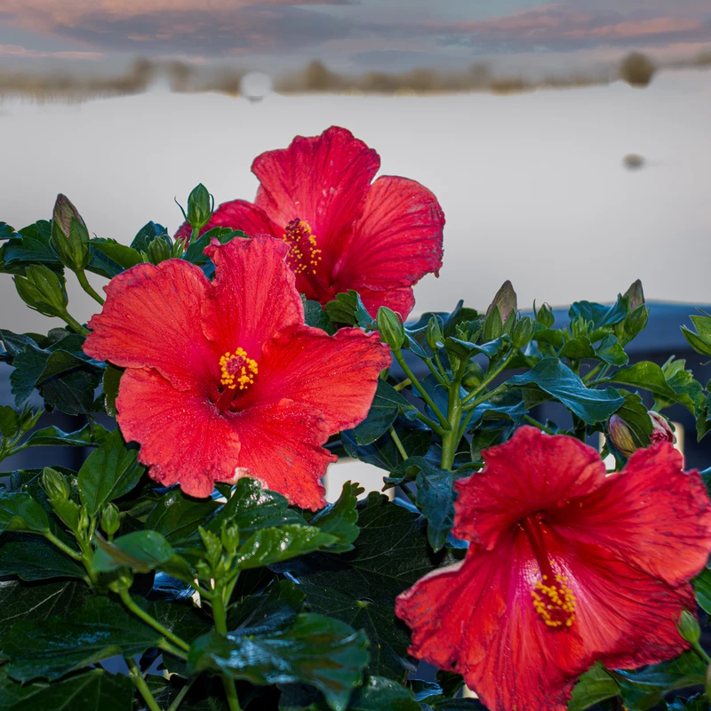 Hollywood Hibiscus™ First To Arrive™ Tropical Hibiscus 4 Hollywood Hibiscus™ First To Arrive™ Tropical Hibiscus - Image 2