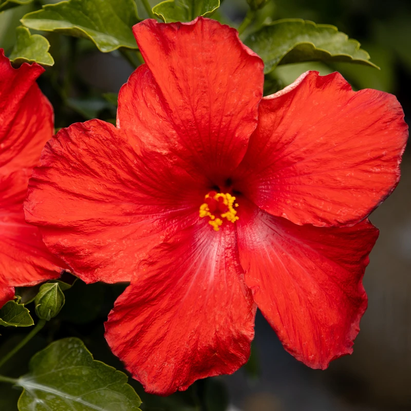 Hollywood Hibiscus™ First To Arrive™ Tropical Hibiscus 5 Hollywood Hibiscus™ First To Arrive™ Tropical Hibiscus - Image 3