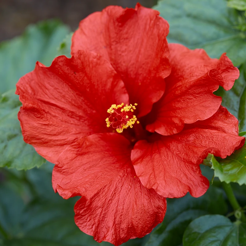 Hollywood Hibiscus™ First To Arrive™ Tropical Hibiscus 3 Hollywood Hibiscus™ First To Arrive™ Tropical Hibiscus