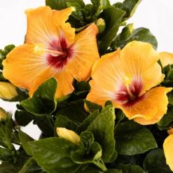 Hollywood Hibiscus™ Gold Digger™ Tropical Hibiscus -Plant Series Hibiscusrosa sinensisHollywoodGoldDigger 2 800x800 c6ff134