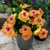 Hollywood Hibiscus™ Gold Digger™ Tropical Hibiscus -Plant Series Hibiscusrosa sinensisHollywoodGoldDigger 3 800x800 898260f