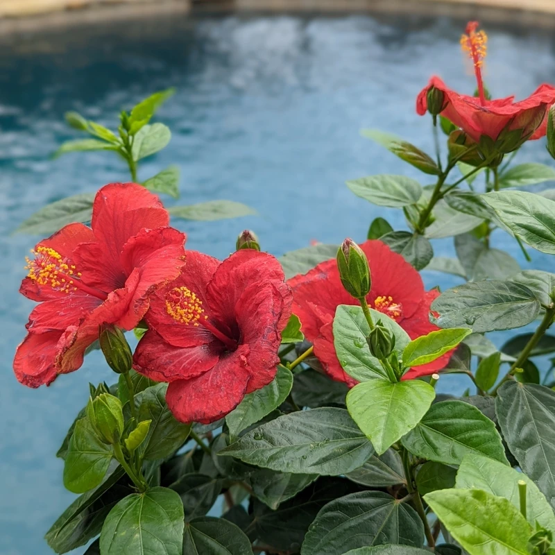 Hollywood Hibiscus™ Hot Shot™ Tropical Hibiscus 3 Hollywood Hibiscus™ Hot Shot™ Tropical Hibiscus