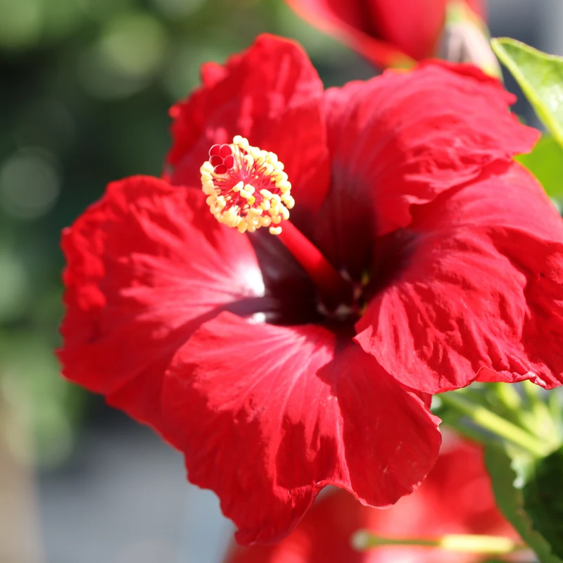 Hollywood Hibiscus™ Hot Shot™ Tropical Hibiscus 4 Hollywood Hibiscus™ Hot Shot™ Tropical Hibiscus - Image 2