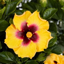 Hollywood Hibiscus™ Rico Suave™ Tropical Hibiscus -Plant Series Hibiscusrosa sinensisHollywoodRicoSuave2 800x800 40b2600