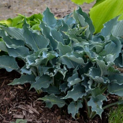 Shadowland® 'Waterslide' Hosta -Plant Series Hosta Waterslide 2 P