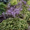 'Wrinkle In Time' Hosta 1 'Wrinkle In Time' Hosta -Plant Series Hosta wrinkleintime