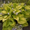 Shadowland® 'Coast To Coast' Hosta -Plant Series Hosta Coast to Coast 2 P