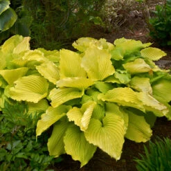 Shadowland® 'Coast To Coast' Hosta 8 Shadowland® 'Coast To Coast' Hosta -Plant Series Hosta Coast to Coast 3 P