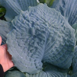 Shadowland® 'Diamond Lake' Hosta 9 Shadowland® 'Diamond Lake' Hosta -Plant Series Hosta Diamond Lake 1 P