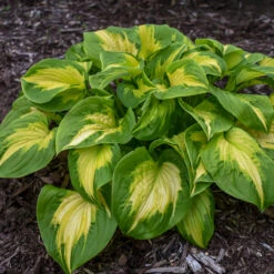 Shadowland® 'Etched Glass' Hosta 8 Shadowland® 'Etched Glass' Hosta -Plant Series Hosta Etched Glass 2 P