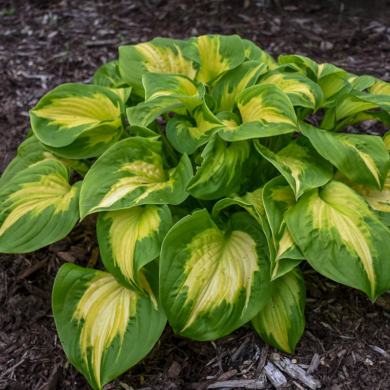 Shadowland® 'Etched Glass' Hosta 5 Shadowland® 'Etched Glass' Hosta - Image 3