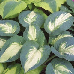 Plant Series -Plant Series Hosta Hudson Bay 1 P