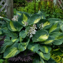 Shadowland® 'Hudson Bay' Hosta -Plant Series Hosta Hudson Bay 2 P