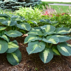 Shadowland® 'Hudson Bay' Hosta -Plant Series Hosta Hudson Bay 3 P
