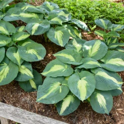 Shadowland® 'Hudson Bay' Hosta -Plant Series Hosta Hudson Bay 4 P