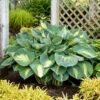 Shadowland® 'Hudson Bay' Hosta 1 Shadowland® 'Hudson Bay' Hosta -Plant Series Hosta Hudson Bay 5 P