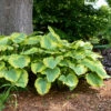 Shadowland® 'Seducer' Hosta -Plant Series Hosta Seducer 1 P
