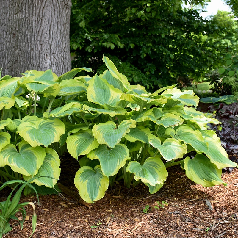 Shadowland® 'Seducer' Hosta 3 Shadowland® 'Seducer' Hosta