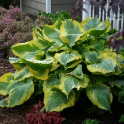 Shadowland® 'Seducer' Hosta 10 Shadowland® 'Seducer' Hosta -Plant Series Hosta Seducer 3 P