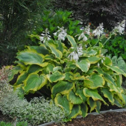 Shadowland® 'Seducer' Hosta 11 Shadowland® 'Seducer' Hosta -Plant Series Hosta Seducer 4 P