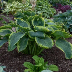 Shadowland® 'Wu-La-La' Hosta -Plant Series Hosta Wu La La 3 P