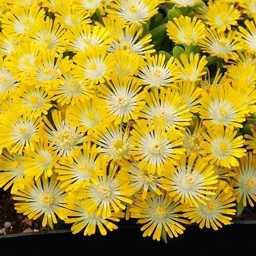 Hot Cakes® 'Banana Blast' Ice Plant 3 Hot Cakes® 'Banana Blast' Ice Plant