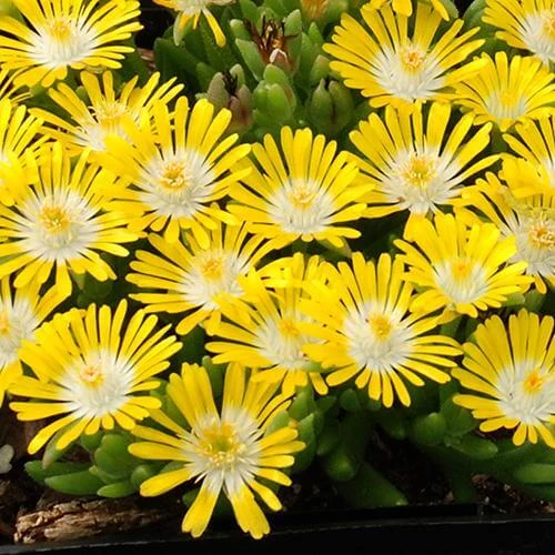 Hot Cakes® 'Banana Blast' Ice Plant 4 Hot Cakes® 'Banana Blast' Ice Plant - Image 2