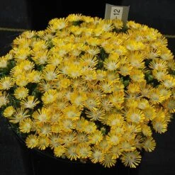 Hot Cakes® 'Banana Blast' Ice Plant 7 Hot Cakes® 'Banana Blast' Ice Plant -Plant Series Hot cakes banana blast delosperma ice plant 3 P sw